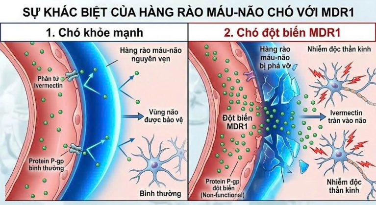 Sơ đồ giải phẫu y khoa mô tả cơ chế Ivermectin vượt qua hàng rào máu não gây ngộ độc thần kinh ở chó có gen MDR1.