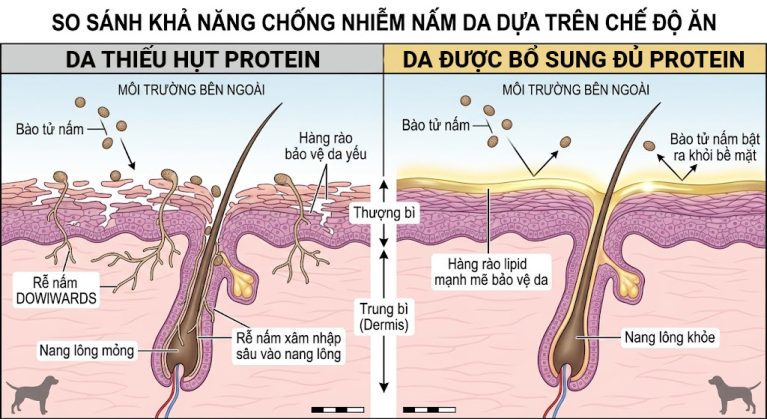 So sánh cấu trúc da chó mèo bị nấm khi thiếu hụt protein và khi được bổ sung đầy đủ dinh dưỡng.