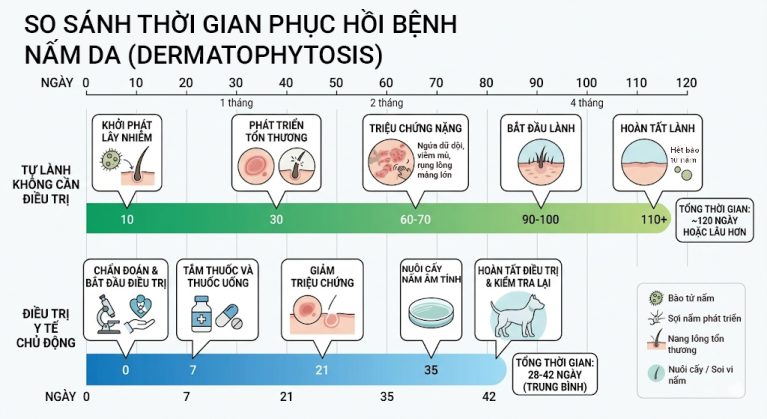 Biểu đồ so sánh thời gian nấm da tự khỏi và thời gian lành bệnh khi có can thiệp y tế.
