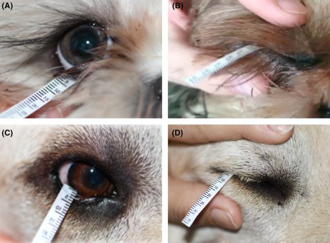 Thực hiện đo sản lượng nước mắt bằng test Schirmer cho mèo tại phòng khám.