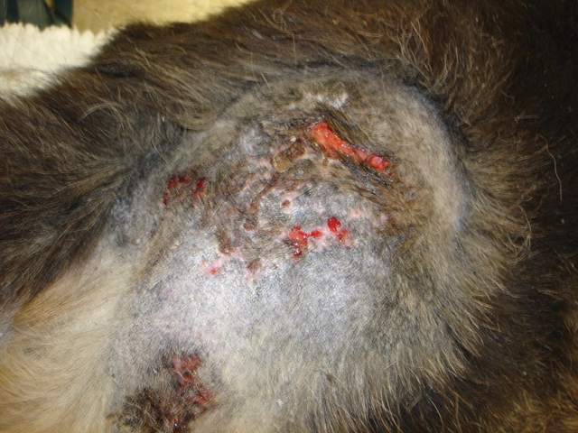 Triệu chứng lâm sàng của biến chứng viêm da mủ sâu ở chó