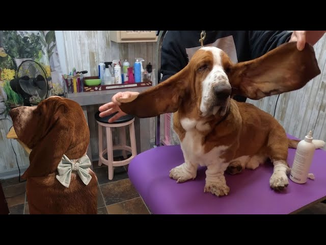 Vệ sinh rãnh nhăn trên mặt chó an toàn bằng gạc y tế.