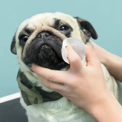 Vệ sinh nếp gấp da mặt quanh mắt cho chó Pug và Bulldog.