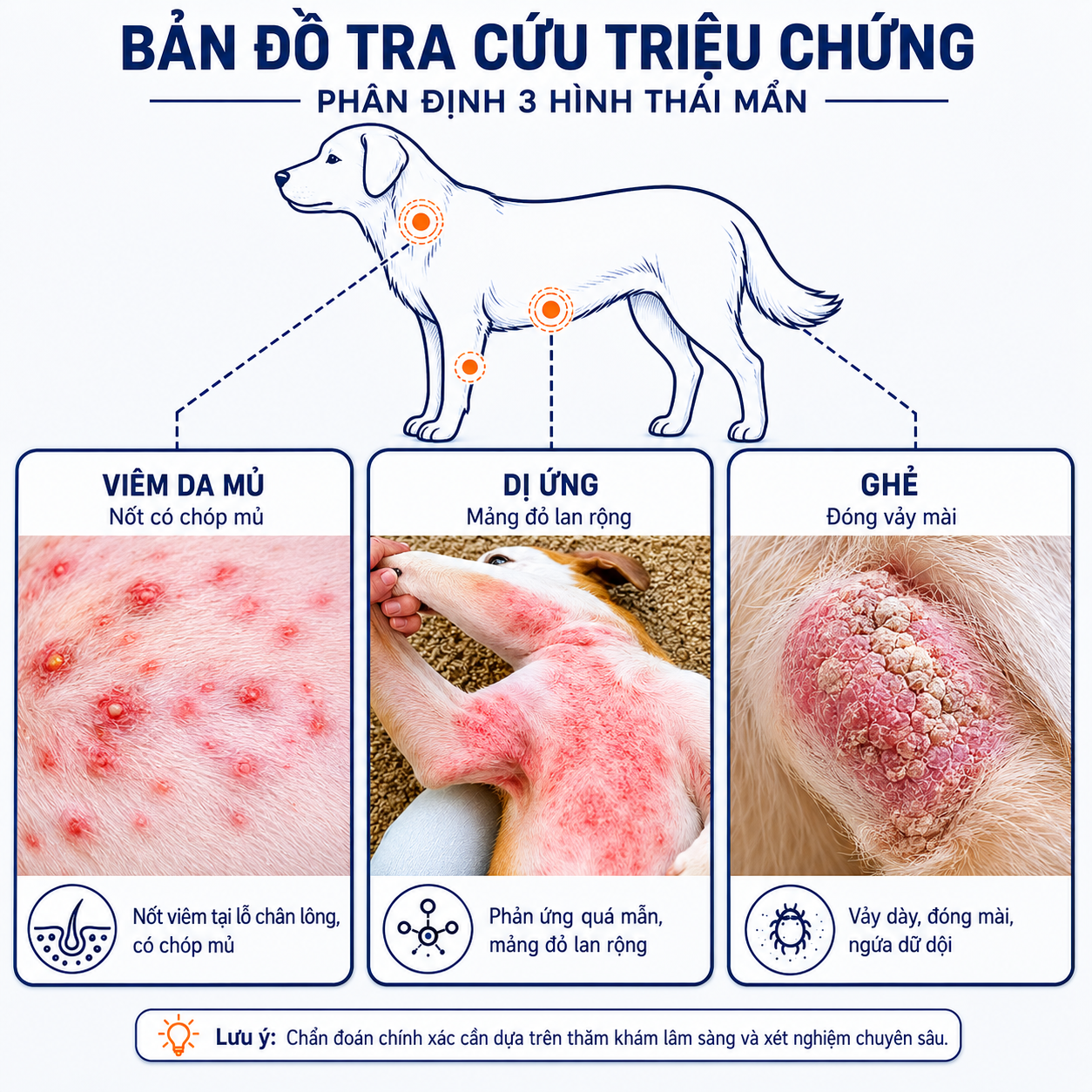 Bảng tra cứu lâm sàng phân biệt 3 hình thái nổi mẩn đỏ trên da chó: