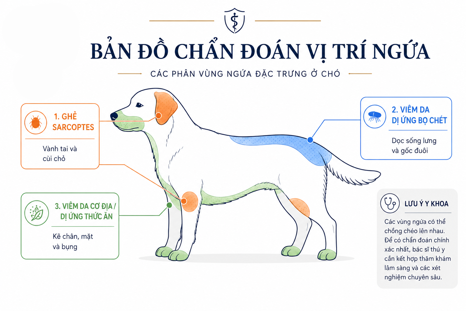 Sơ đồ y khoa phân biệt nguyên nhân ngứa ở chó dựa trên vị trí: ghẻ thường ở vành tai, dị ứng bọ chét ở gốc đuôi và viêm da cơ địa ở kẽ ngón chân.