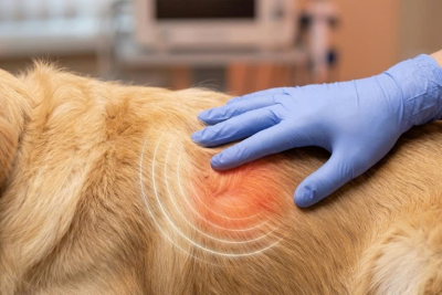 Bác sĩ thú y kiểm tra tình trạng chó bị ngứa gãi liên tục dù vạch lông không tìm thấy bất kỳ dấu vết rận hay ve nào.
