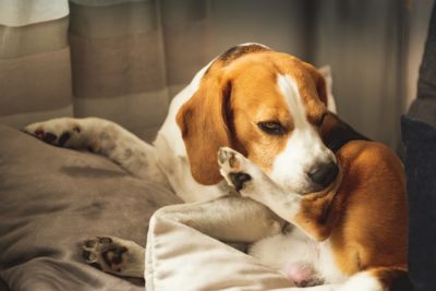 Chó mèo ngứa dữ dội nhưng da vẫn "sạch": Đây có thật sự là ghẻ?
