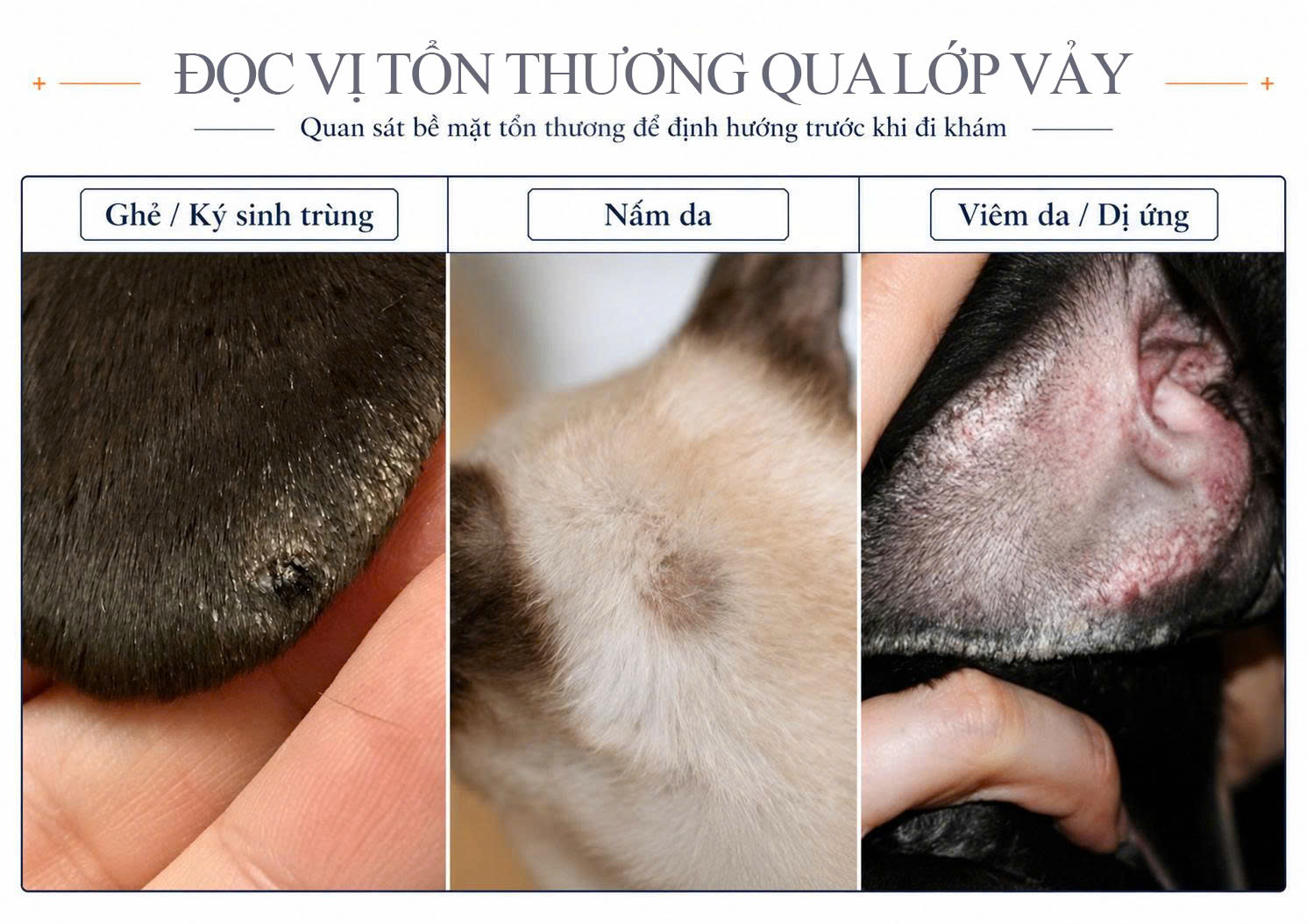 Bảng tra cứu lâm sàng giúp phân biệt bệnh trên tai chó mèo qua 3 loại hình thái tổn thương