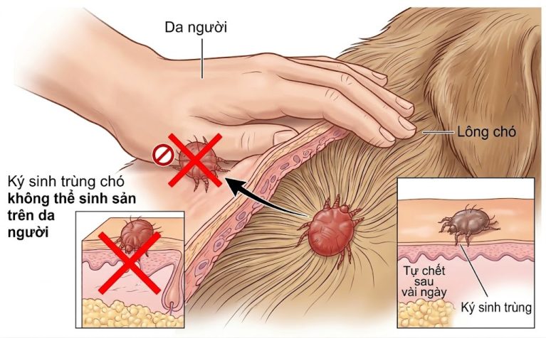 Minh họa cơ chế ký sinh trùng ghẻ chó không thể sống sót và sinh sản trên cơ thể con người.