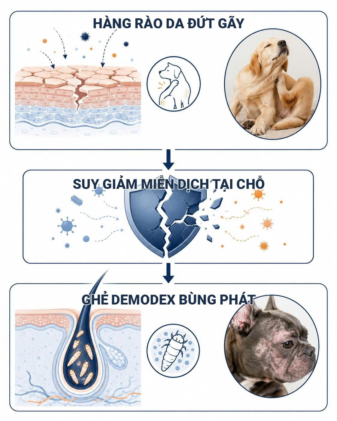 Sơ đồ diễn giải cơ chế hàng rào da tổn thương do viêm da cơ địa tạo điều kiện cho ghẻ Demodex bùng phát.
