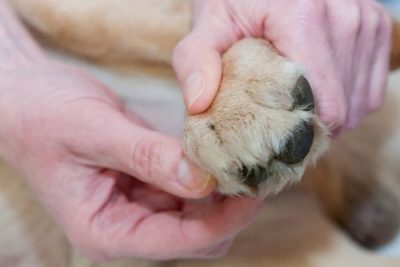 Bác sĩ thú y thăm khám kẽ bàn chân để phân biệt viêm da cơ địa và bệnh ghẻ ở chó.