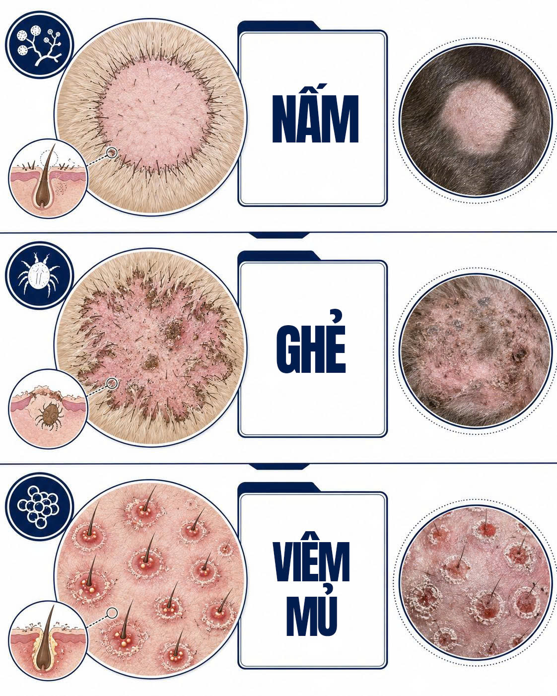 Sơ đồ minh họa 3 kiểu rụng lông ở chó mèo: rụng thành mảng tròn (nấm), rụng nham nhở (ghẻ) và rụng quanh lỗ chân lông (viêm mủ).