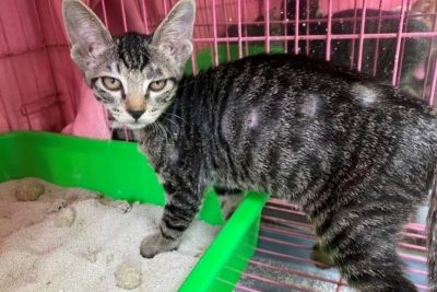 Rụng lông từng mảng ở chó mèo