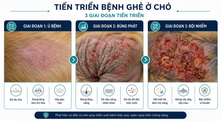 Sơ đồ lâm sàng mô tả quá trình tiến triển 3 giai đoạn của bệnh ghẻ ở chó từ rụng lông nhẹ đến lở loét bội nhiễm tụ cầu.