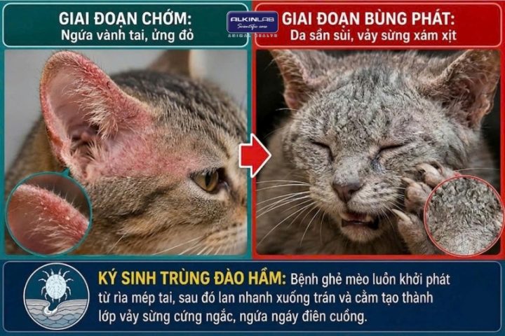 Bảng chẩn đoán phân biệt dấu hiệu bệnh ghẻ mèo Notoedres, nấm da đồng xu và rận tai qua hình thái tổn thương thực tế.