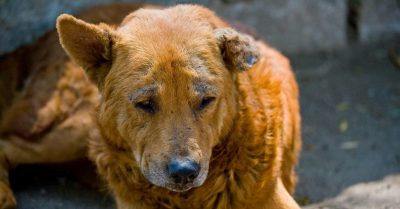 Vì sao chó bị ghẻ Demodex