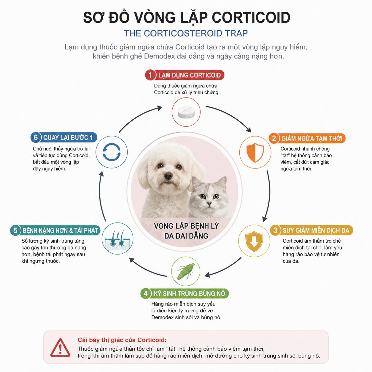Infographic sơ đồ y khoa giải thích vòng lặp bùng phát ghẻ Demodex dai dẳng ở chó mèo do lạm dụng thuốc giảm ngứa dập viêm chứa Corticoid làm sụp đổ miễn dịch da.