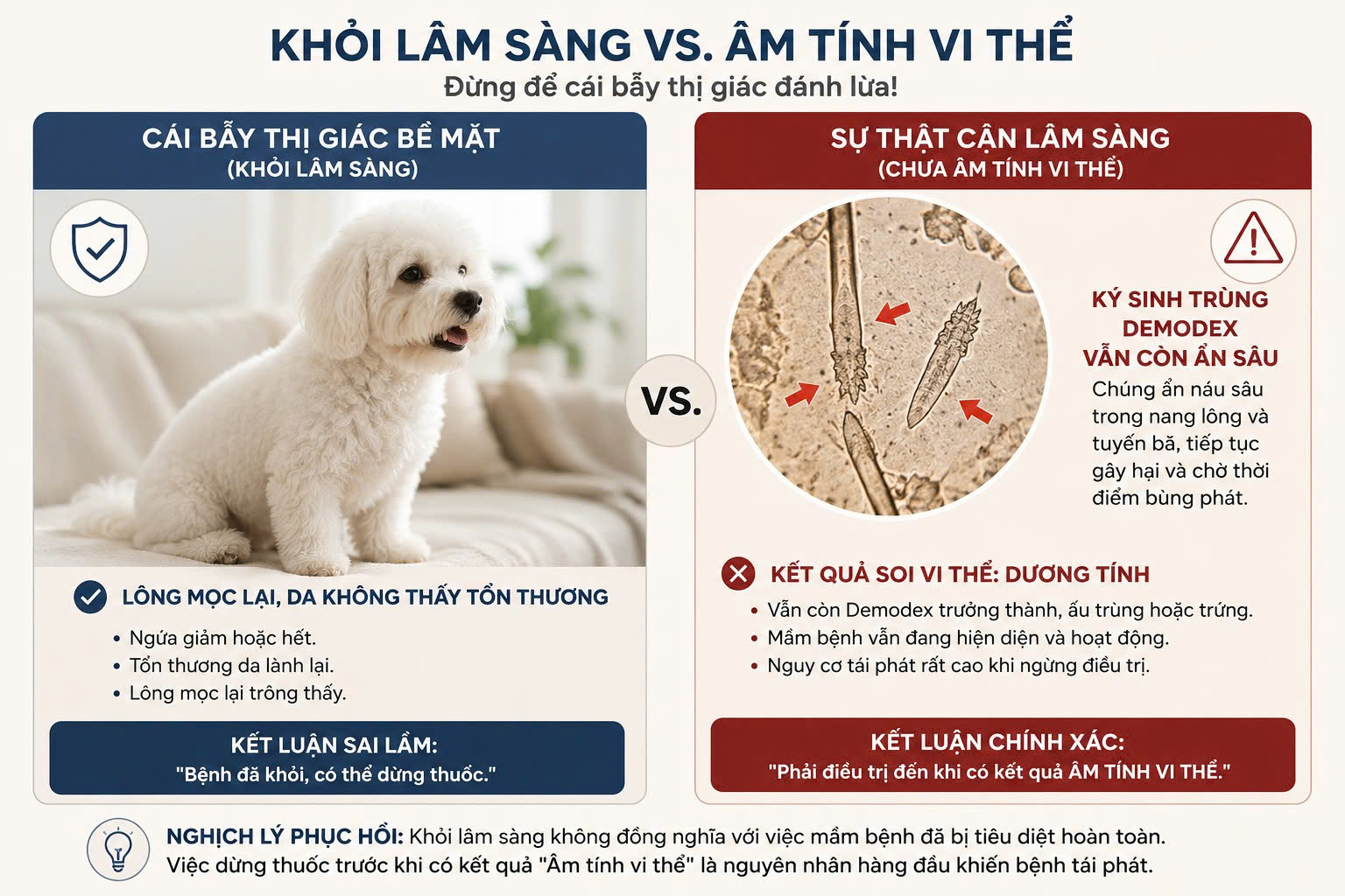 So sánh trạng thái khỏi lâm sàng (chó mèo mọc lại lông) và trạng thái chưa âm tính vi thể (vẫn còn ký sinh trùng Demodex ẩn sâu dưới nang lông).