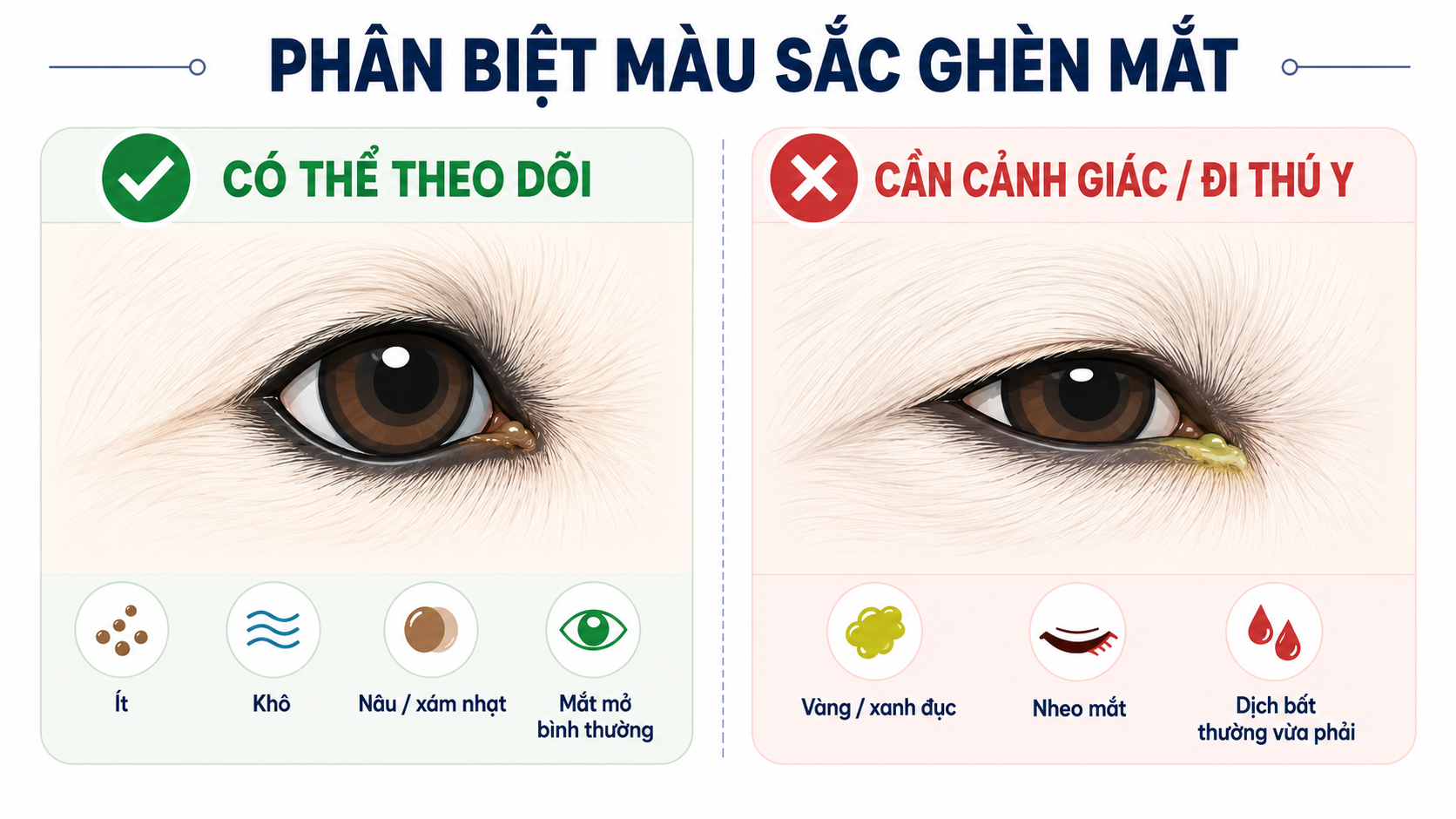 Phân biệt ghèn mắt màu xám nâu sinh lý và ghèn màu xanh vàng cảnh báo bất thường ở chó.