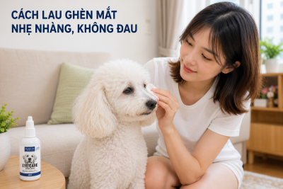 Chủ nuôi dùng miếng bông mềm tẩm dung dịch để lau nhẹ nhàng ghèn mắt cho chó Poodle trắng.