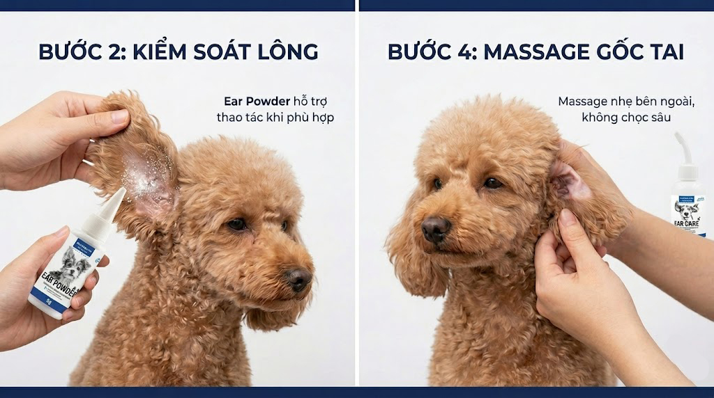 Hai thao tác vệ sinh tai chó Poodle an toàn gồm kiểm soát lông vùng cửa tai bằng Ear Powder khi phù hợp và massage nhẹ gốc tai sau khi nhỏ dung dịch Ear Care.