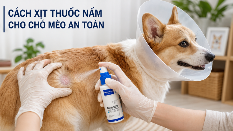 Chủ nuôi đeo găng tay xịt Alkin Fungikur lên vùng da nghi nấm của chó Corgi đang đeo loa chống liếm.