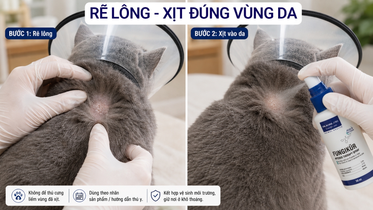 Hướng dẫn rẽ lớp lông dày để xịt dung dịch hỗ trợ trực tiếp lên vùng da mèo nghi nấm.