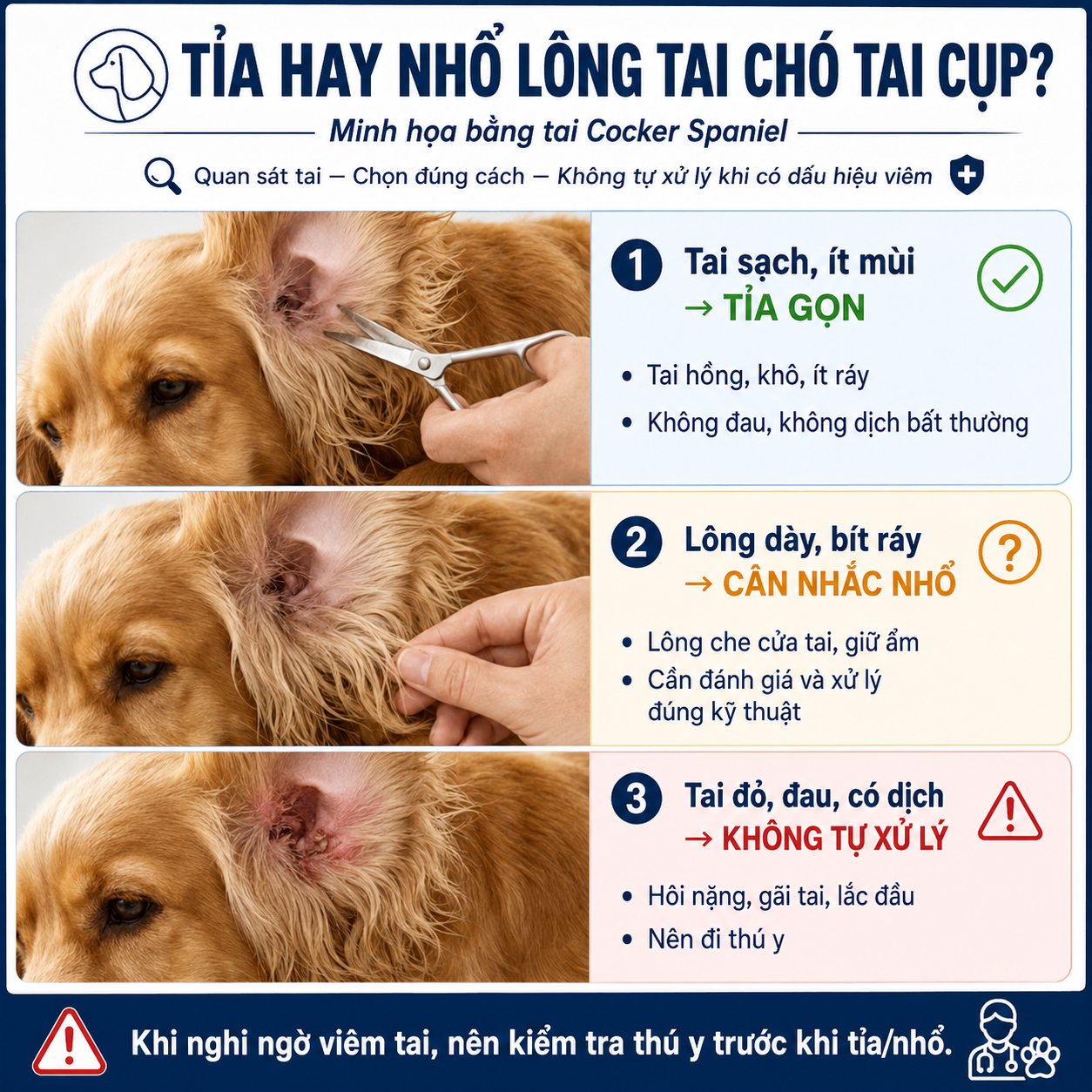 Sơ đồ hướng dẫn người nuôi chó mèo quyết định khi nào nên tỉa, nhổ lông tai hoặc đi khám thú y.