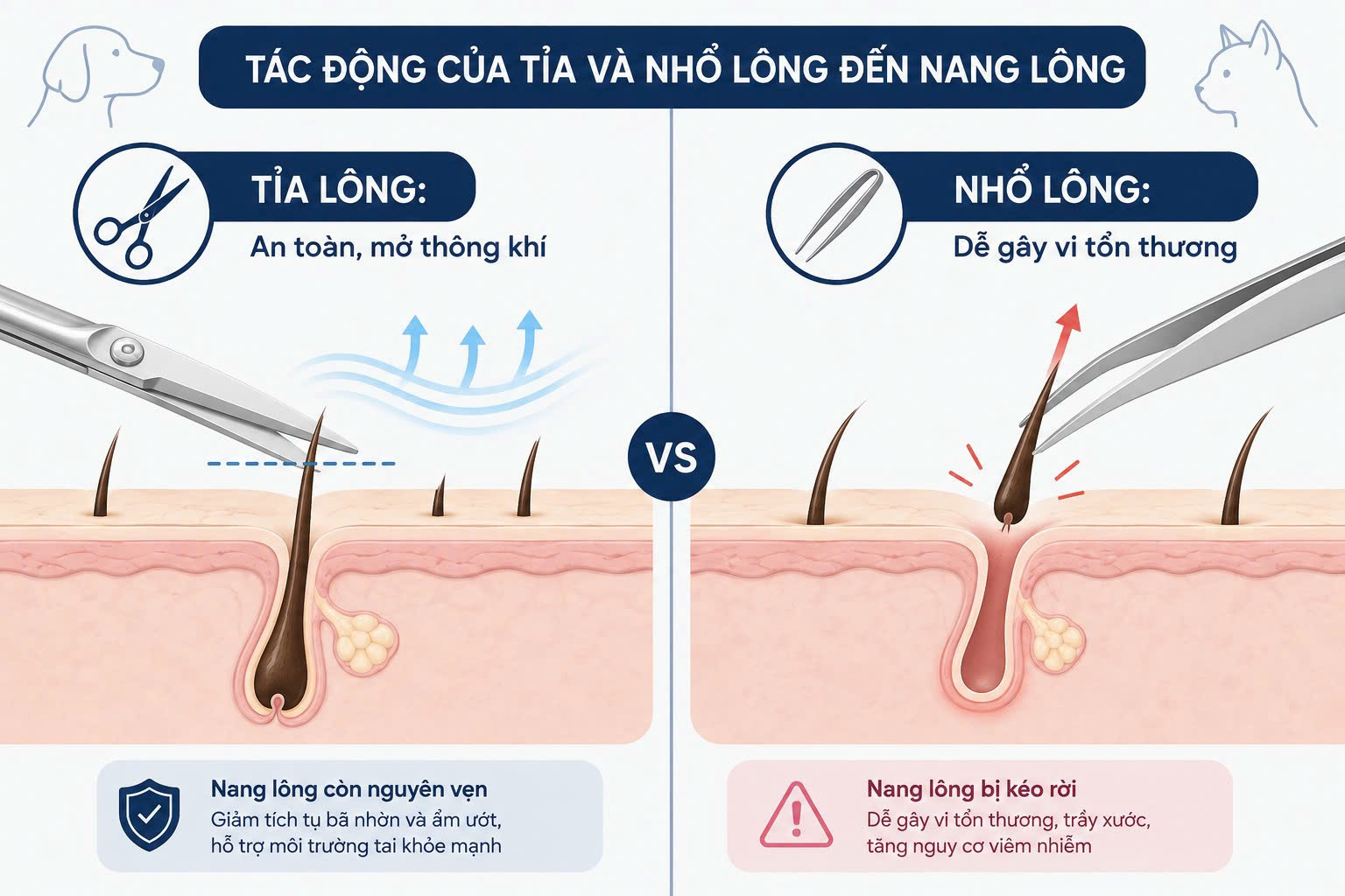 Infographic so sánh tác động của phương pháp tỉa lông tai và nhổ lông tai lên nang lông của chó mèo.