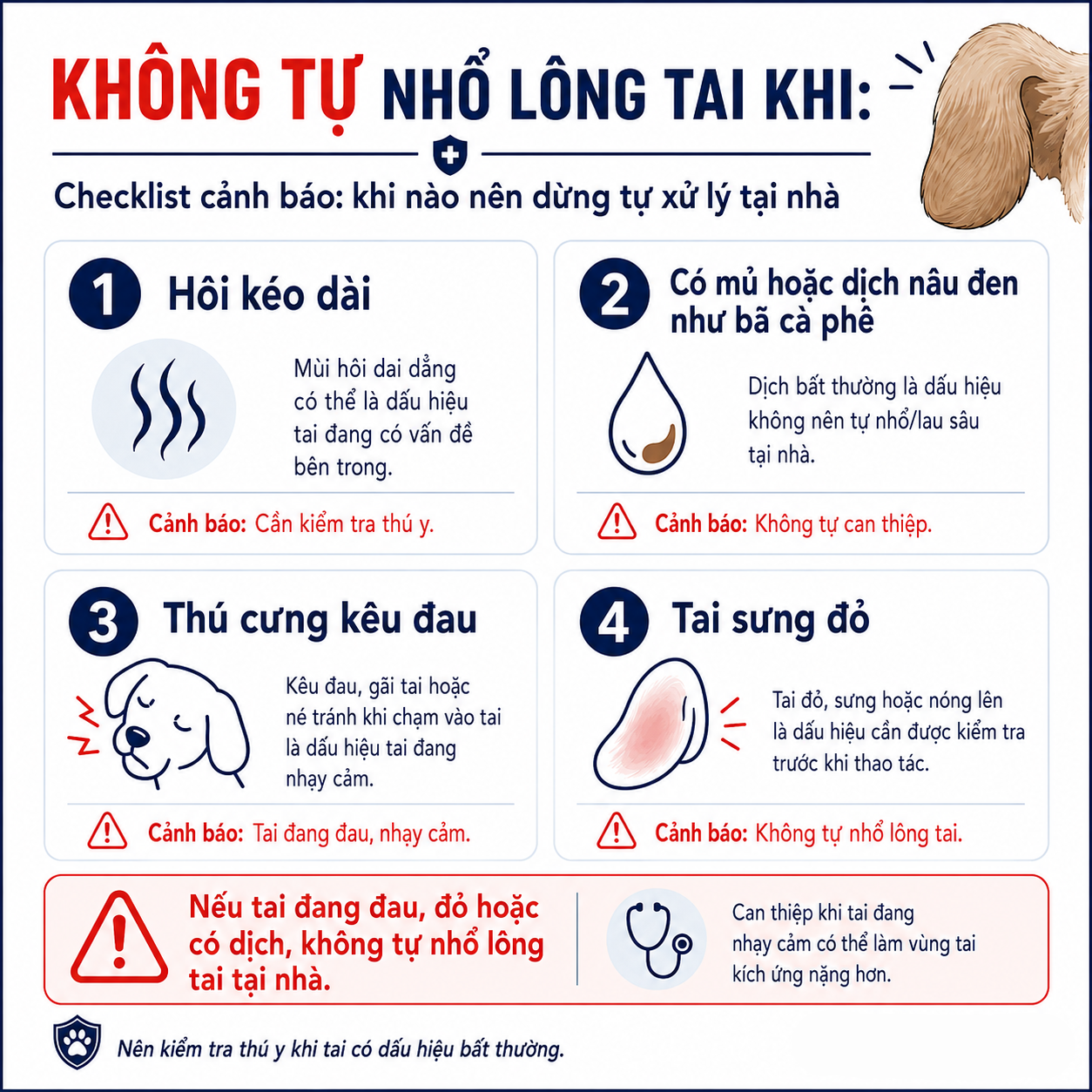 Các dấu hiệu cảnh báo người nuôi không được tự ý thực hiện thao tác nhổ lông tai tại nhà để tránh nhiễm trùng cho chó mèo.