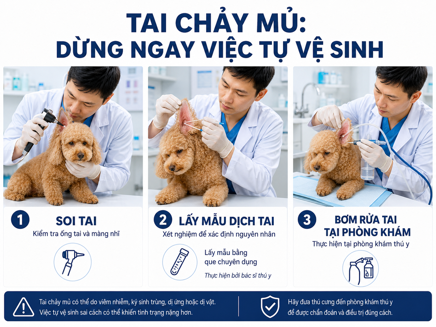 Bác sĩ thú y tiến hành soi tai, lấy mẫu dịch xét nghiệm và rửa tai chuyên dụng cho chó bị viêm tai.