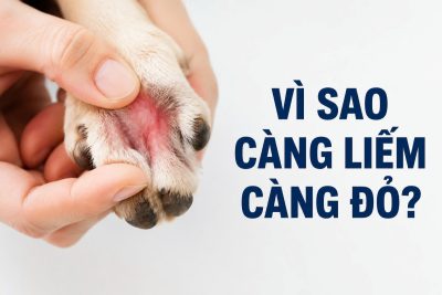 Ảnh đại diện kiểm tra tình trạng chó mèo liếm chân liên tục khiến kẽ ngón ửng đỏ.