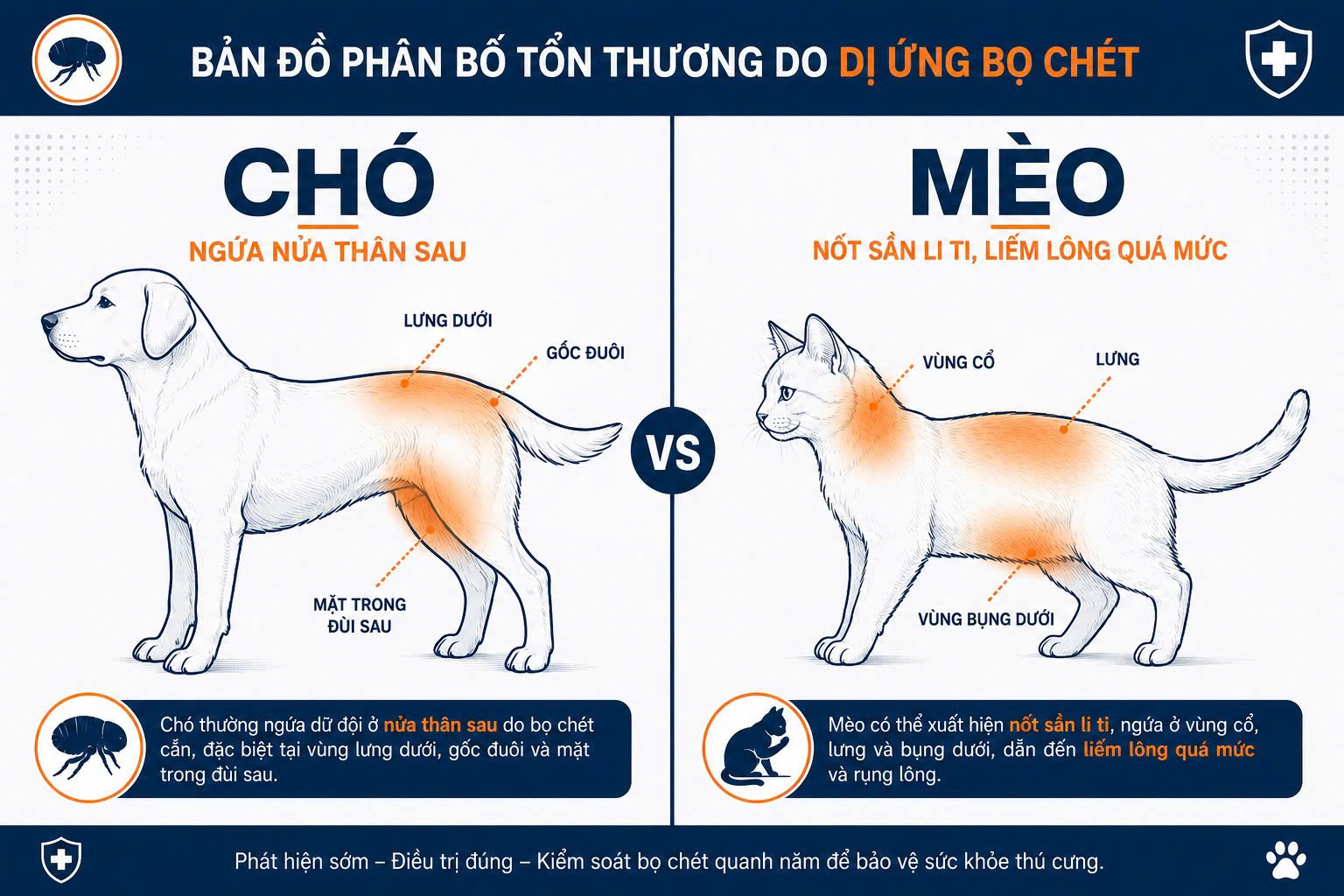 Sơ đồ phân bố vị trí ngứa, rụng lông và liếm lông đặc trưng của bệnh viêm da dị ứng bọ chét trên cơ thể chó và mèo.