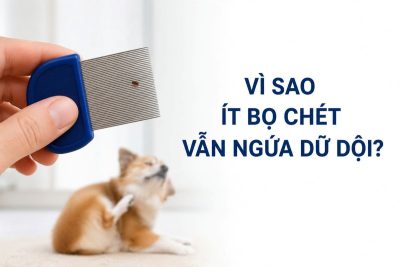 Ảnh đại diện mô tả tình trạng chó mèo ngứa do bọ chét dù chỉ tìm thấy một con trên lược chải.