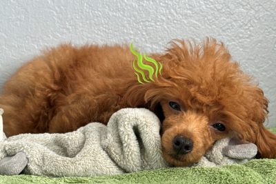 Dù được tắm rửa sạch sẽ, vùng tai của Poodle vẫn thường tỏa ra mùi ngai ngái khó chịu do cấu trúc sinh lý đặc thù