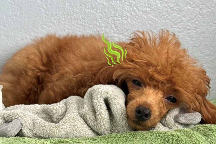 Dù được tắm rửa sạch sẽ, vùng tai của Poodle vẫn thường tỏa ra mùi ngai ngái khó chịu do cấu trúc sinh lý đặc thù