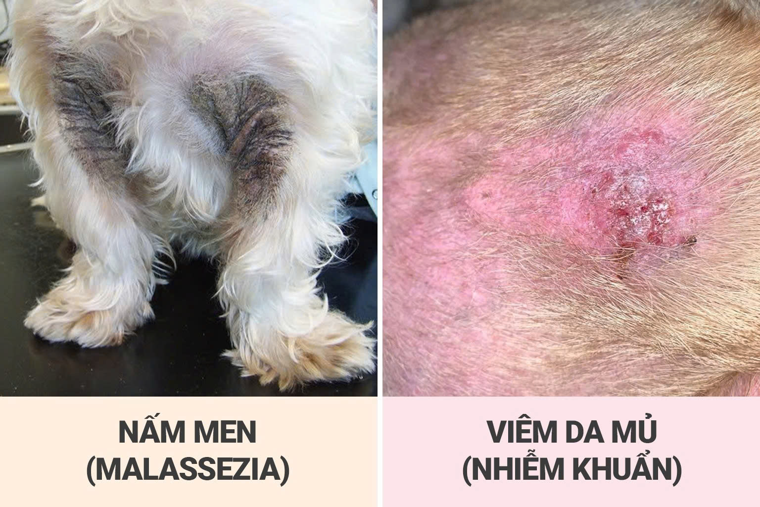 Phân biệt kết cấu da dày sừng do nấm men và nổi mụn mủ do viêm da nhiễm khuẩn ở chó mèo.