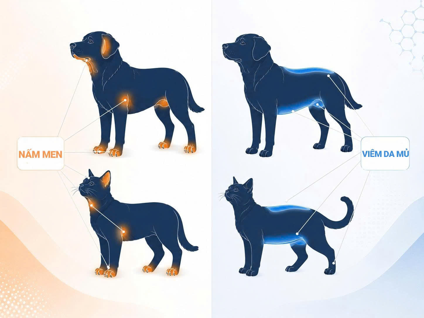 Bản đồ vị trí các vùng da thường bị nấm men và vi khuẩn tấn công trên cơ thể thú cưng.