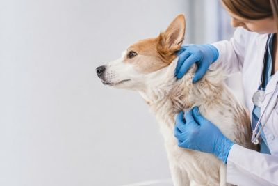 Bác sĩ thú y thăm khám vùng da nếp gấp bị bết nhờn, kiểm tra nguyên nhân gây hôi da ở thú cưng.