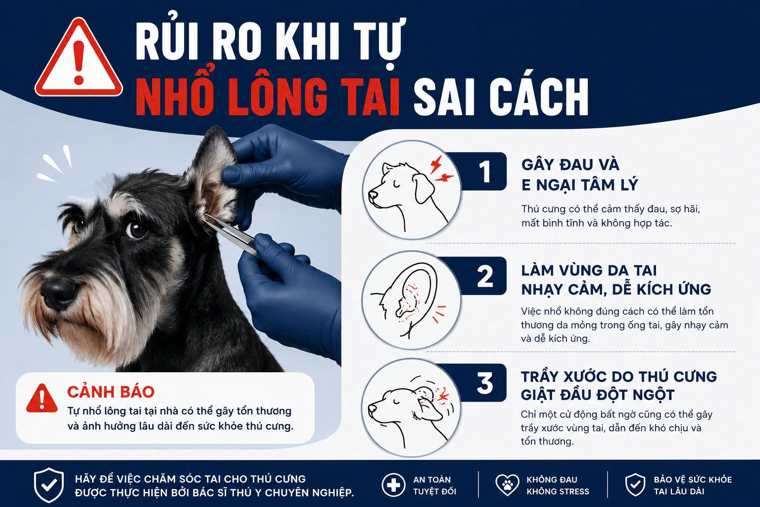 Các rủi ro có thể xảy ra khi chủ nuôi tự nhổ lông tai cho chó mèo tại nhà sai kỹ thuật.