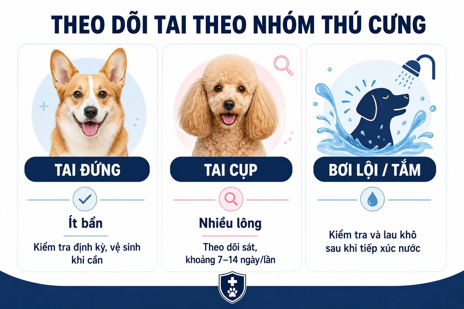 Infographic gợi ý việc theo dõi và vệ sinh tai định kỳ cho chó mèo dựa trên cấu tạo vành tai và lối sống.