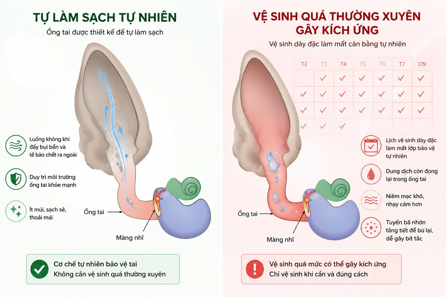 Đồ họa cảnh báo rủi ro kích ứng và thay đổi môi trường ống tai do thói quen vệ sinh quá thường xuyên.