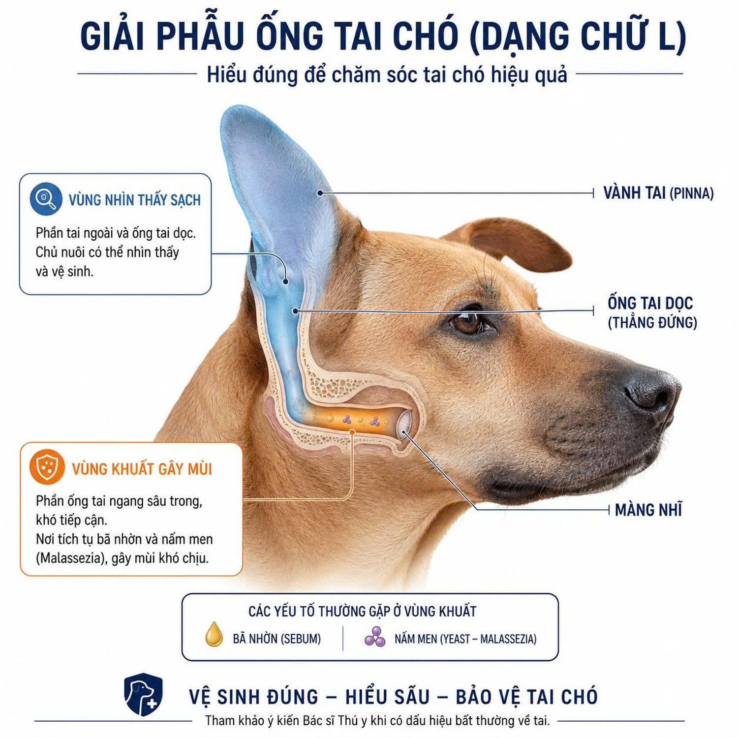 Sơ đồ giải phẫu ống tai chữ L ở chó mèo giải thích lý do mùi hôi phát ra từ ống tai ngang khuất sâu dù vành tai ngoài trông vẫn sạch.