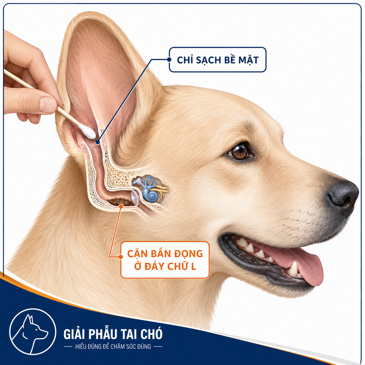 Sơ đồ minh họa lỗi sai khi vệ sinh chỉ làm sạch bề mặt vành tai trong khi cặn bẩn bốc mùi đọng lại ở đáy ống tai ngang của chó mèo.