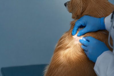 Bác sĩ thú y vạch nếp lông kiểm tra kết cấu bề mặt da, đánh giá hàng rào bảo vệ trên thú cưng.