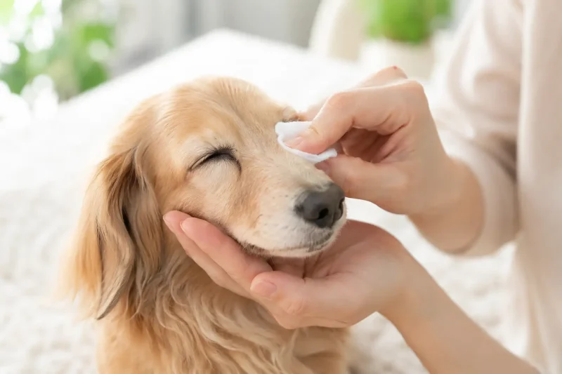 làm mềm ghèn mắt chó mèo bằng gạc sạch