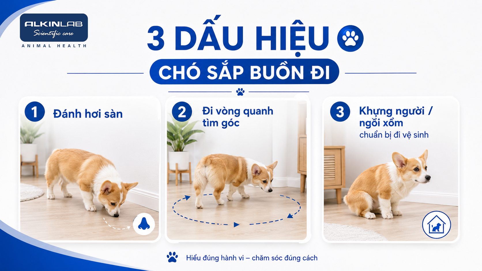 Infographic minh họa chó Corgi con đánh hơi sàn, đi vòng quanh và ngồi xổm trước khi đi vệ sinh.