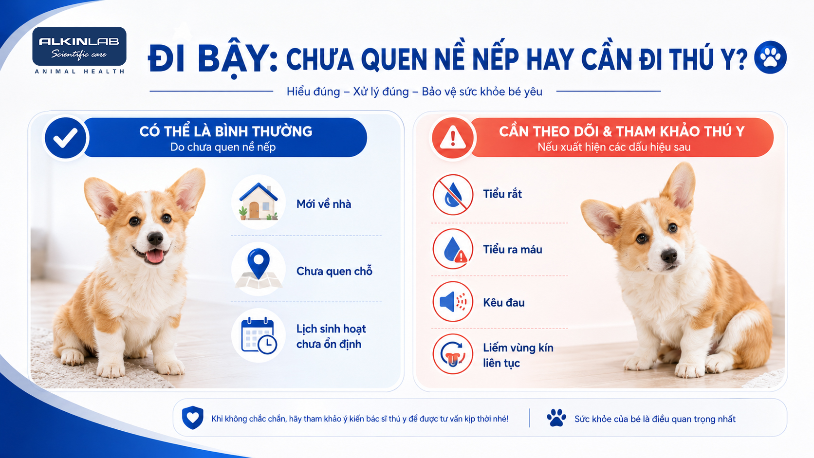Infographic phân biệt chó đi vệ sinh sai chỗ do chưa quen nề nếp và các dấu hiệu bất thường cần bác sĩ thú y kiểm tra.