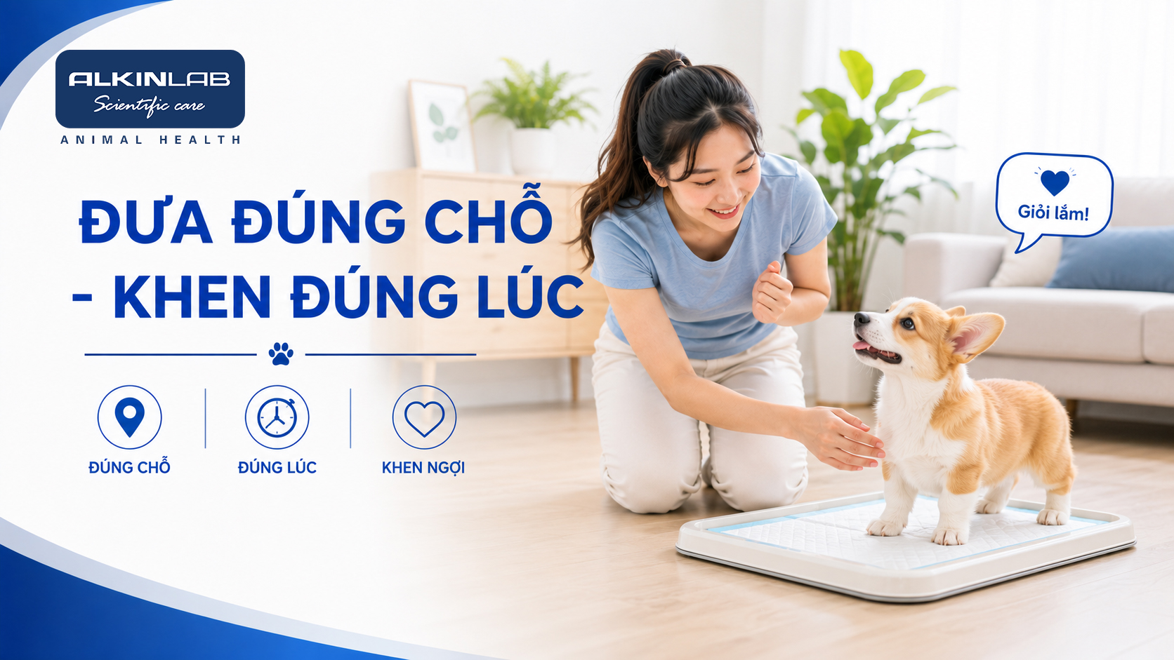 Chủ nuôi dẫn chó Corgi con vào khu vực vệ sinh cố định và khích lệ ngay khi bé làm đúng.