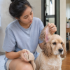 Cách làm khô tai chó sau khi tắm: ưu tiên thấm khô, không nhỏ ngay